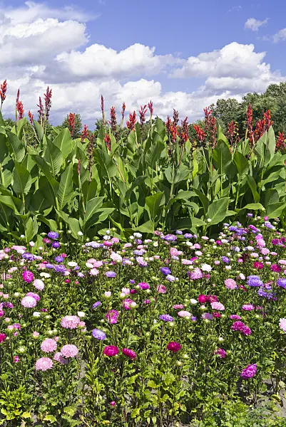535237 - Sommeraster (Callistephus chinensis) und Indisches Blumenrohr (Canna indica)