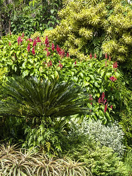 434109 - Song of India (Dracaena reflexa)