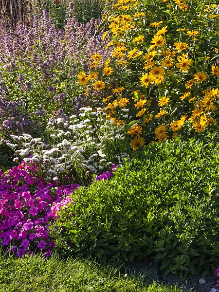 403021 - Sonnenauge (Heliopsis helianthoides)