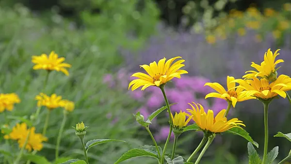 509225 - Sonnenauge (Heliopsis helianthoides)