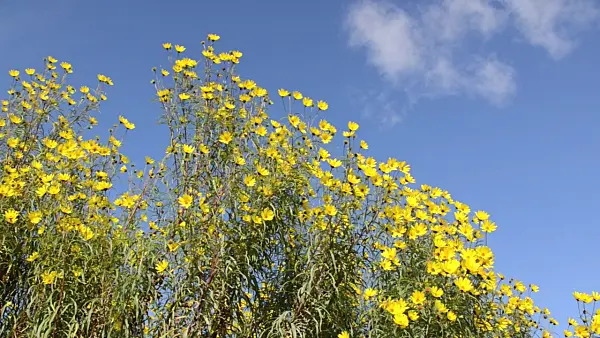 501049 - Sonnenblume (Helianthus salicifolius)