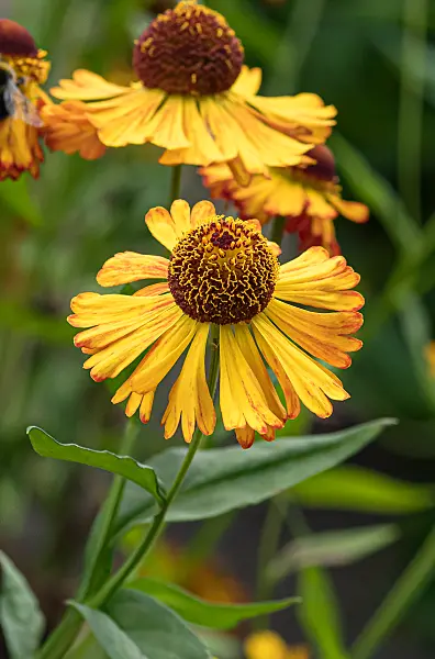 675042 - Sonnenbraut (Helenium Amber)