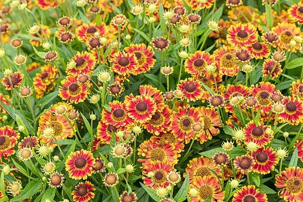 675043 - Sonnenbraut (Helenium Bandora)