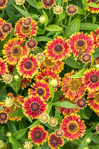675044 - Sonnenbraut (Helenium Bandora)