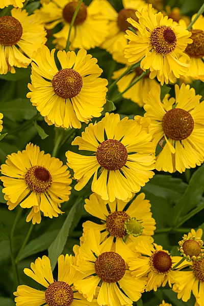 675049 - Sonnenbraut (Helenium Bressingham Gold)