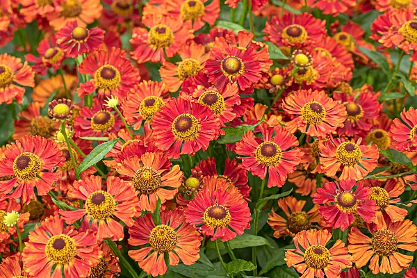 675058 - Sonnenbraut (Helenium Indianersommer)