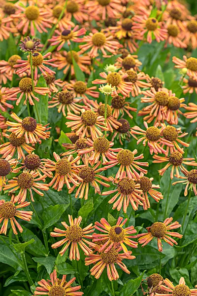 675060 - Sonnenbraut (Helenium Loysder Wieck)