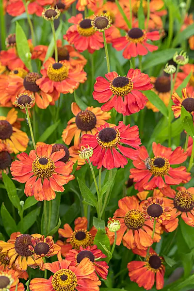 675063 - Sonnenbraut (Helenium Red Army)