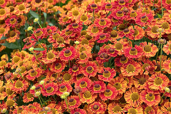 675064 - Sonnenbraut (Helenium Salsa)