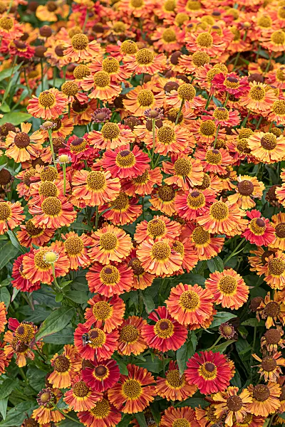 675067 - Sonnenbraut (Helenium Salsa)