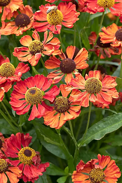 675068 - Sonnenbraut (Helenium Sophie zur Linden)