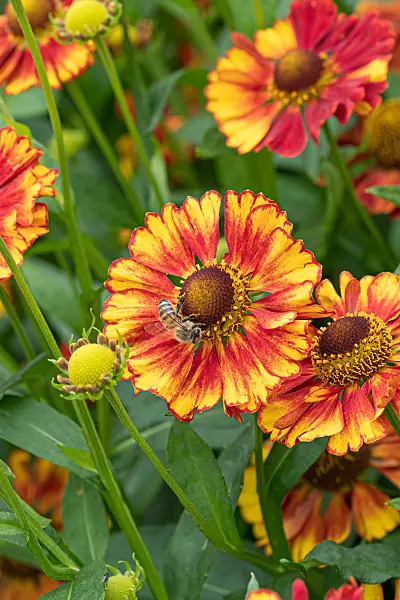 675071 - Sonnenbraut (Helenium Vicky)