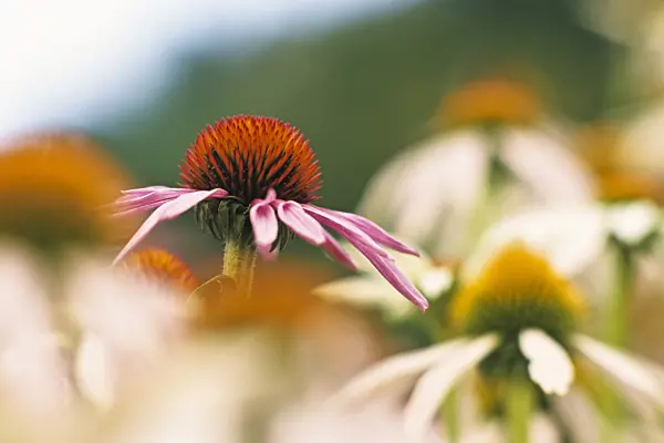 381005 - Sonnenhut (Echinacea purpurea)