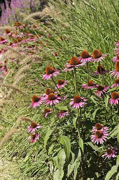 571051 - Sonnenhut (Echinacea purpurea)