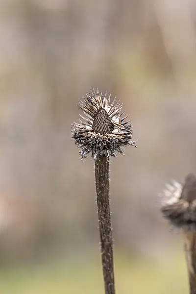 625191 - Sonnenhut (Echinacea purpurea)