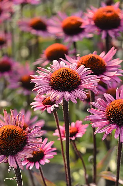 571090 - Sonnenhut (Echinacea purpurea 'Fatal Attraction')