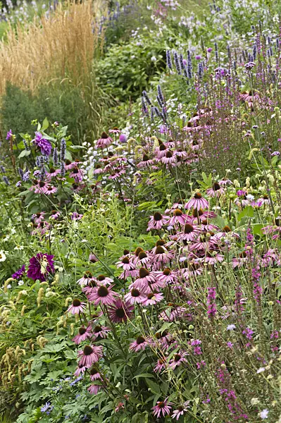 511228 - Sonnenhut (Echinacea purpurea), Gewöhnlicher Blutweiderich (Lythrum salicaria) und Duftnessel (Agastache)