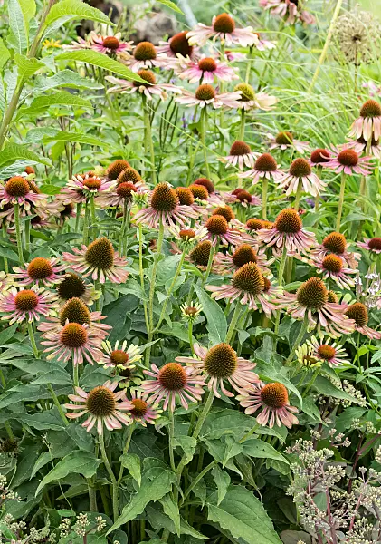 664126 - Sonnenhut (Echinacea purpurea 'Green Twister')