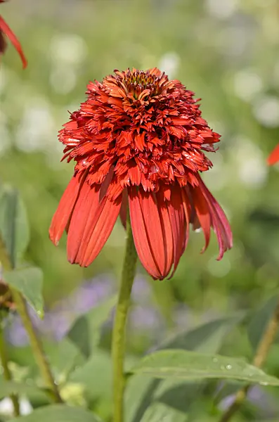 548023 - Sonnenhut (Echinacea purpurea 'Hot Papaya')