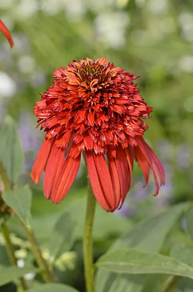 548024 - Sonnenhut (Echinacea purpurea 'Hot Papaya')