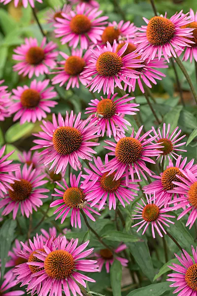 664128 - Sonnenhut (Echinacea purpurea 'Pica Bella')
