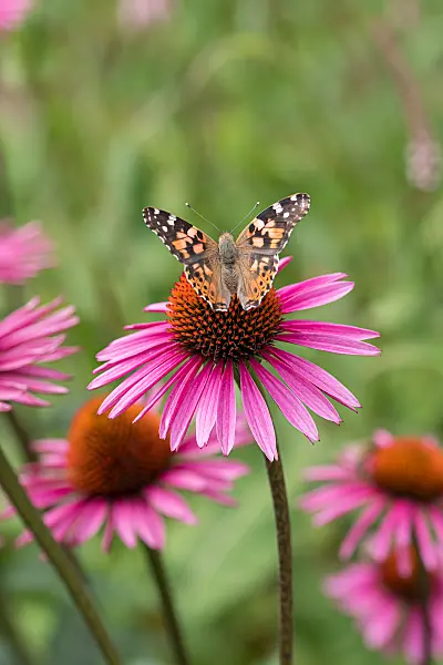 664129 - Sonnenhut (Echinacea purpurea 'Pica Bella')