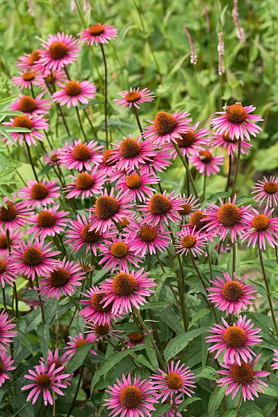 664130 - Sonnenhut (Echinacea purpurea 'Pica Bella')
