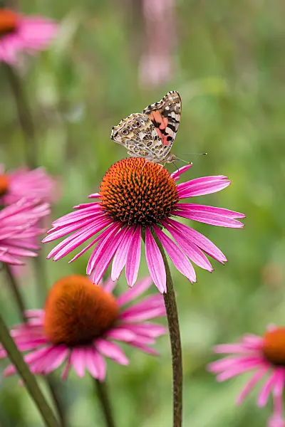664131 - Sonnenhut (Echinacea purpurea 'Pica Bella')
