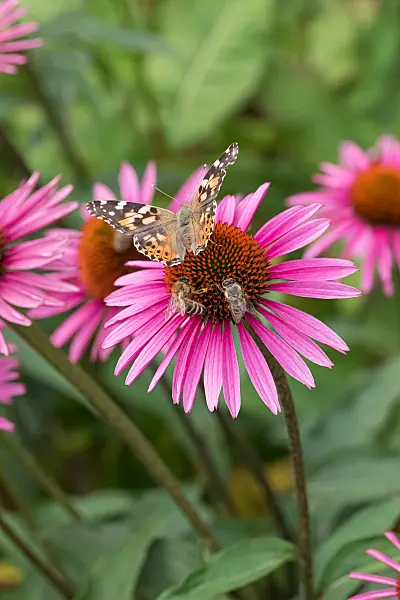 664132 - Sonnenhut (Echinacea purpurea 'Pica Bella')
