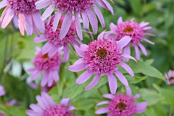 474475 - Sonnenhut (Echinacea purpurea 'Pink Double Delight')