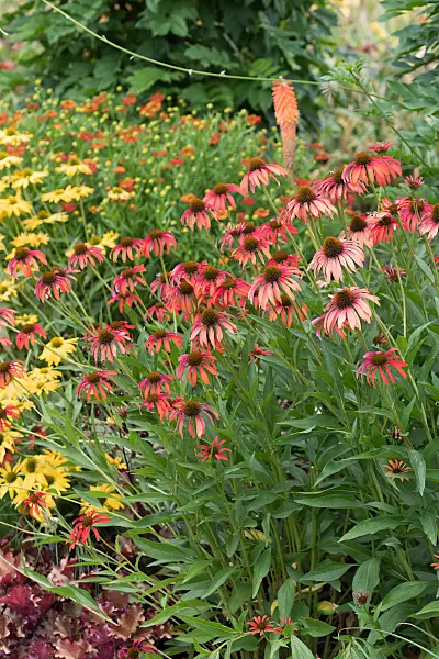 664123 - Sonnenhut (Echinacea purpurea 'Tomato Soup')