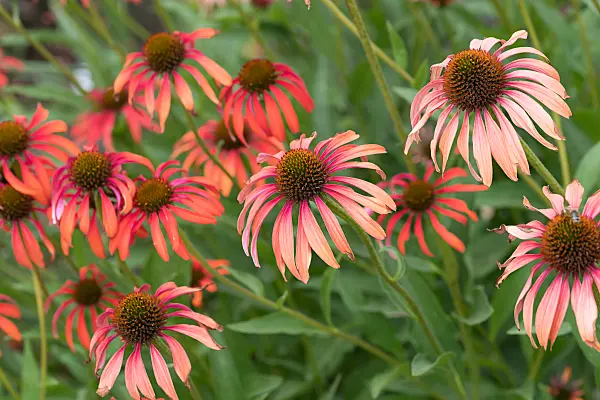 664124 - Sonnenhut (Echinacea purpurea 'Tomato Soup')