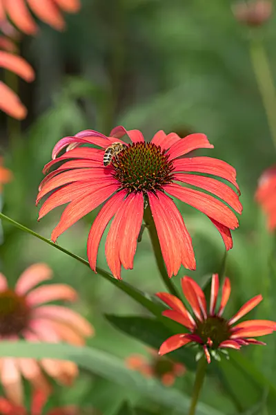 664125 - Sonnenhut (Echinacea purpurea 'Tomato Soup')