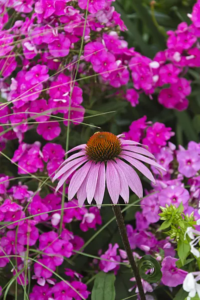 510044 - Sonnenhut (Echinacea purpurea) und Staudenphlox (Phlox paniculata)