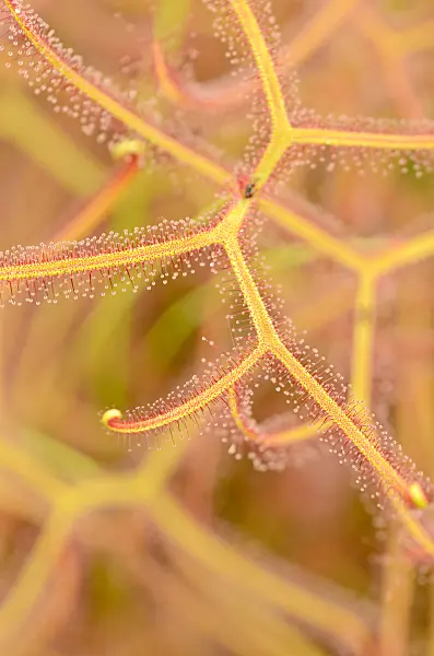 547336 - Sonnentau (Drosera binata)