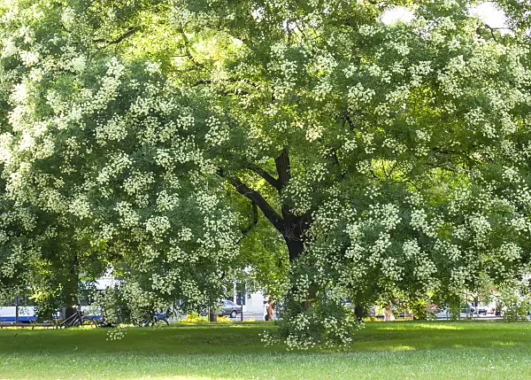 452066 - Sophora du Japon (Styphnolobium japonicum syn. Sophora japonica)