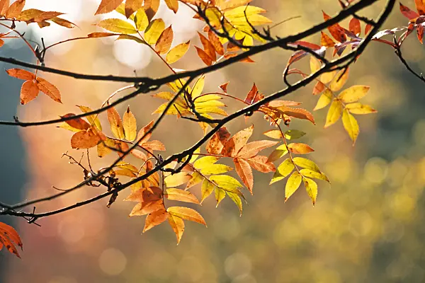 383057 - Sorbier d'Amérique (Sorbus americana)