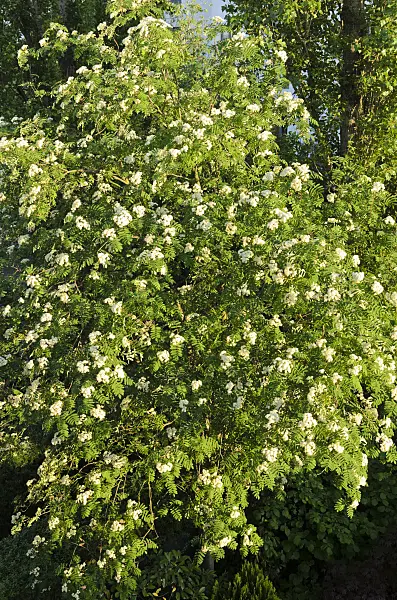 520269 - Sorbier des oiseleurs (Sorbus aucuparia)