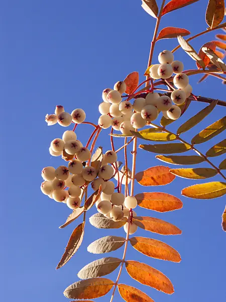 406054 - Sorbus forrestii