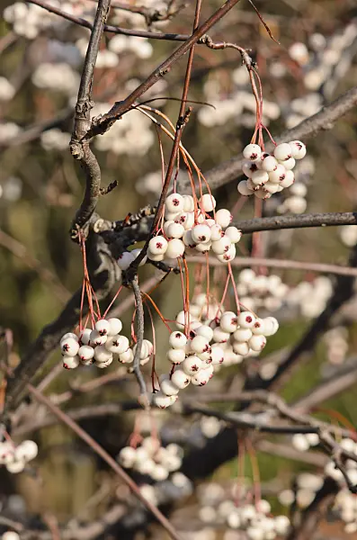 525219 - Sorbus fruticosa
