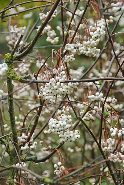 502434 - Sorbus koehneana