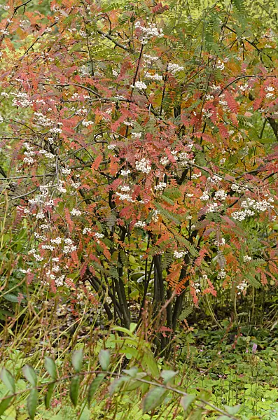549076 - Sorbus koehneana