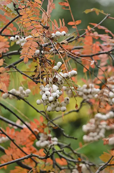 549077 - Sorbus koehneana