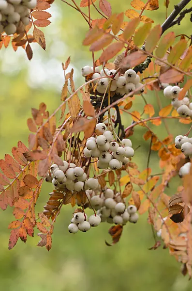 549078 - Sorbus koehneana