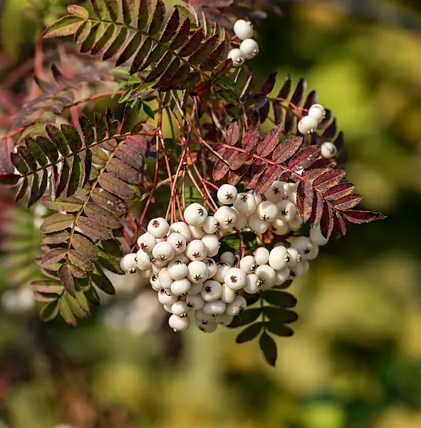 664434 - Sorbus koehneana