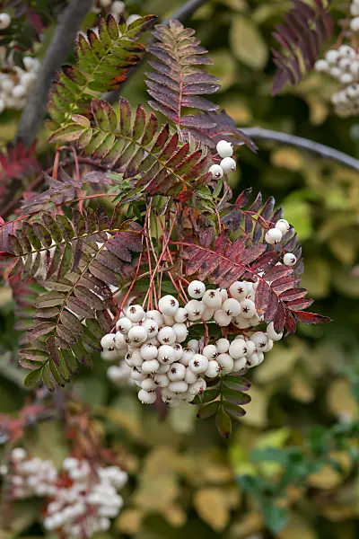 664435 - Sorbus koehneana
