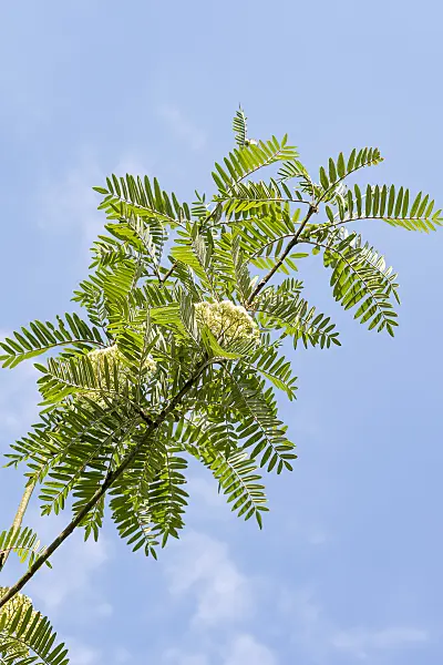 638346 - Sorbus scalaris