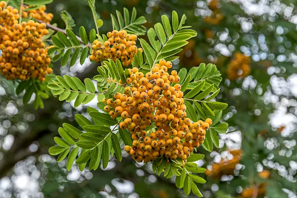 664436 - Sorbus x arnoldiana 'Golden Wonder'