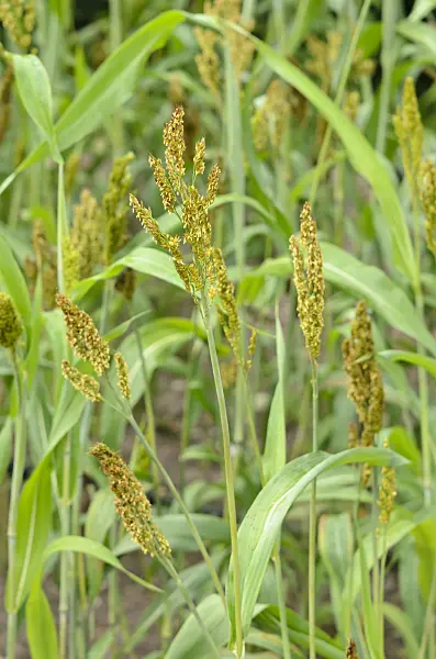 534338 - Sorghum bicolor
