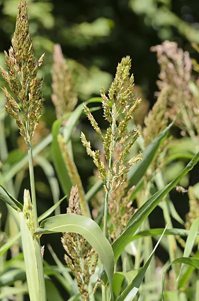 535040 - Sorghum bicolor